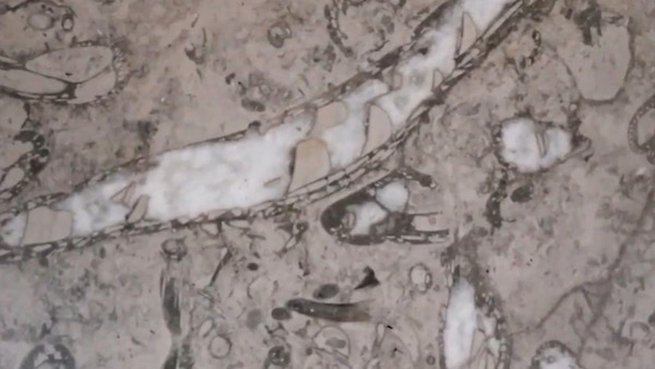 Imagen de los fósiles marinos ocultos en el piso del metro de la Ciudad de México
