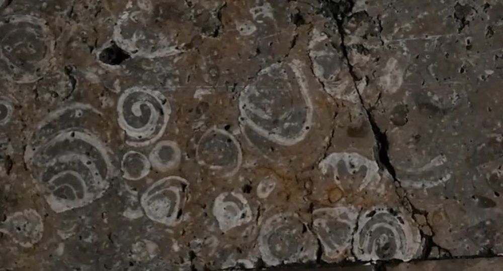 fosiles marinos en el suelo del metro de la cdmx